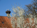 Havezathe Het Everloo